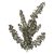 "False Hellebore" icon