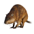 "Muskrat" icon
