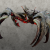 "Rubyshears" icon