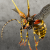 "Killer Bee" icon