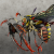"Killer Wasp" icon
