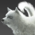 "Pryna" icon