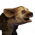 "Spotted Hyena Whelp" icon