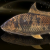 "Dawn Lucian Carp" icon