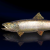 "Leopard Trout" icon