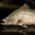 "Zipper Barramundi" icon