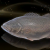 "Tide Grouper" icon