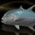 "Reef Trevally" icon