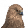 ui_t_hippogriff_f_variation1.png