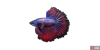 fish_betta-75cd614e.png