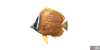 fish_butterflyfish-f98d92f0.png