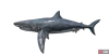 fish_greatwhiteshark-af4436bc.png
