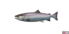 fish_salmon-a0afa249.png