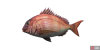 fish_seabream-ff6383ee.png