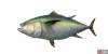 fish_tuna-cae35c32.png