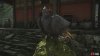 harbinger cuckoo-793a8096.jpg