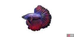 fish_betta-75cd614e.png