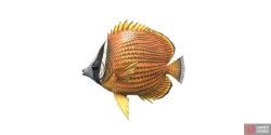 fish_butterflyfish-f98d92f0.png