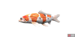 fish_fancycarp-f35f4e0f.png
