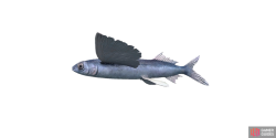 fish_flyingfish-952657c3.png