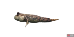 fish_goby-f8d6b473.png