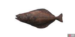 fish_halibut-5ee50bde.png