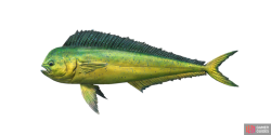fish_mahimahi-fcf0c535.png