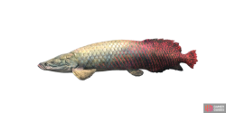 fish_pirarucu-8c781923.png