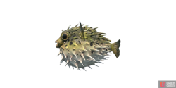 fish_porcupinefish-e2b9d6ba.png