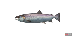 fish_salmon-a0afa249.png