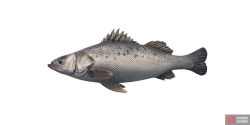 fish_seabass-6907c9c0.png