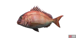 fish_seabream-ff6383ee.png