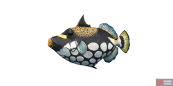 fish_triggerfish-1bcd3660.png