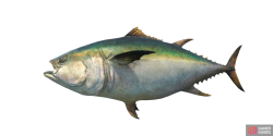fish_tuna-cae35c32.png