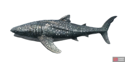fish_whaleshark-176b5dd7.png