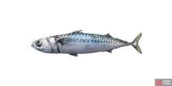 fish_mackerel-4ea43d18.png