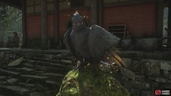 harbinger cuckoo-793a8096.jpg