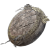 Category icon