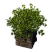 Category icon