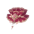 "Late Bloom" icon