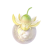 "Sol Fruit" icon