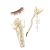 "Golden Dance" icon