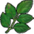 "Elderberry leaves" icon