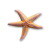 "Starfish" icon