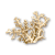 "Coral" icon