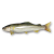 "Sweetfish" icon