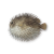 "Porcupinefish" icon