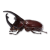 "Rhinoceros Beetle" icon