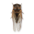 "Cicada" icon