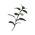 "Oregano" icon
